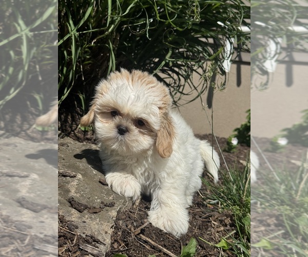 Medium Photo #2 Shih Tzu Puppy For Sale in CANOGA, NY, USA