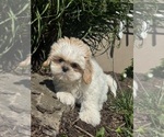 Small #1 Shih Tzu