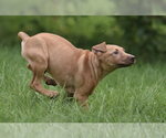 Small #2 Labrador Retriever
