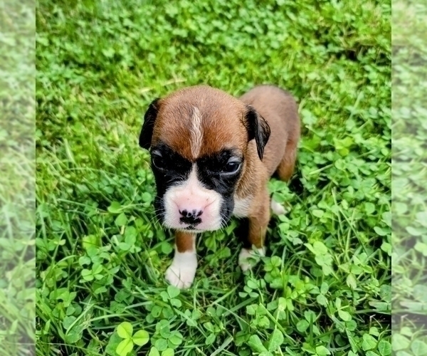 Medium Photo #3 Boxer Puppy For Sale in EDEN, PA, USA