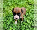 Small Photo #3 Boxer Puppy For Sale in EDEN, PA, USA