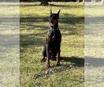 Small Photo #6 Doberman Pinscher Puppy For Sale in CONROE, TX, USA