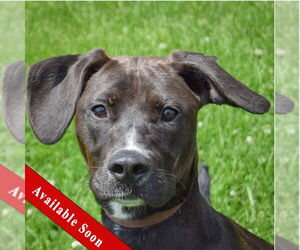 Beagle-Unknown Mix Dogs for adoption in Huntley, IL, USA