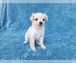 Small Photo #7 Chihuahua-Unknown Mix Puppy For Sale in San Francisco, CA, USA