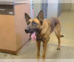 *JULIA - Female German Shepherd Dog-Unknown Mix Dog for Adoption - Small photo