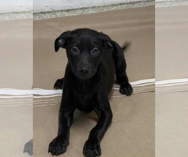 Medium Photo #1 Labrador Retriever Puppy For Sale in Mechanicsburg, PA, USA
