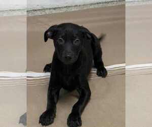 Medium Labrador Retriever