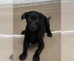 Small Labrador Retriever