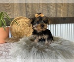 Small #4 Yorkshire Terrier
