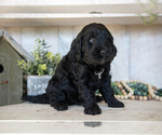 Puppy Zeek Miniature Labradoodle