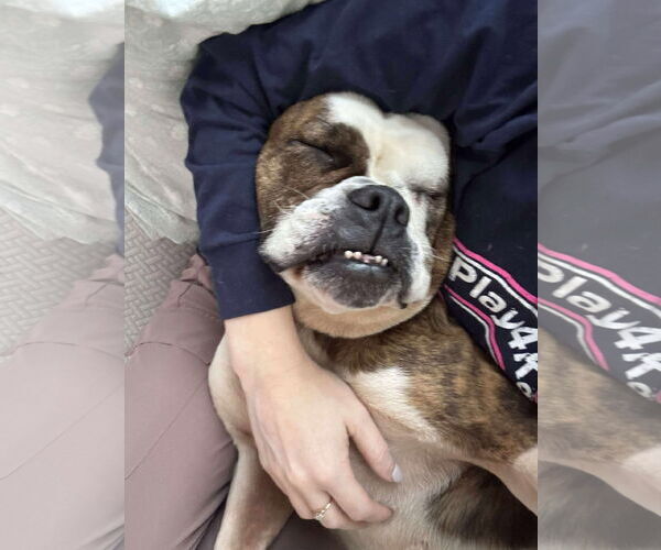 Medium Photo #4 American Bulldog Puppy For Sale in Raleigh, NC, USA