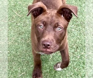 Labrador Retriever-Unknown Mix Dogs for adoption in San Juan Capistrano, CA, USA