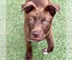 Small Labrador Retriever Mix