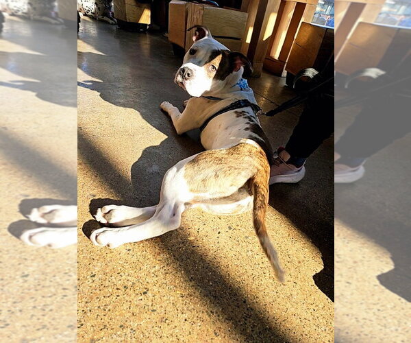 Medium Photo #16 Mutt Puppy For Sale in Minneapolis, MN, USA