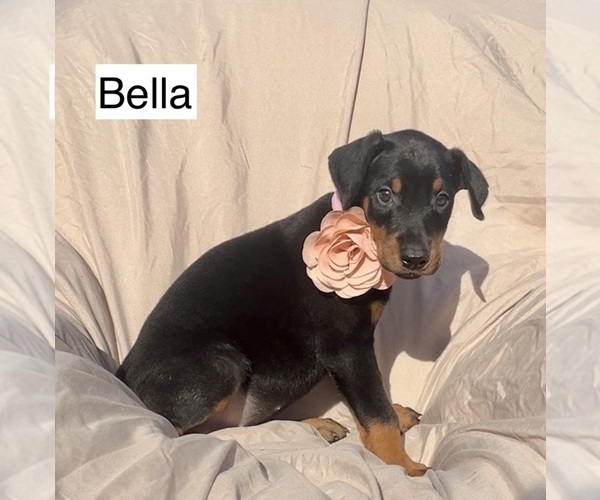 Medium Photo #4 Doberman Pinscher Puppy For Sale in POMEROY, OH, USA