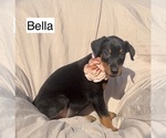 Small #3 Doberman Pinscher