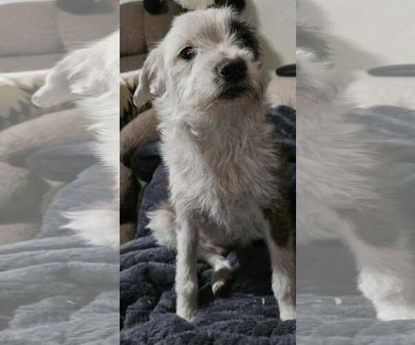 Medium Photo #3 Mutt Puppy For Sale in Minneapolis, MN, USA