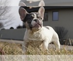 Small #4 French Bulldog