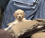 Small Goldendoodle