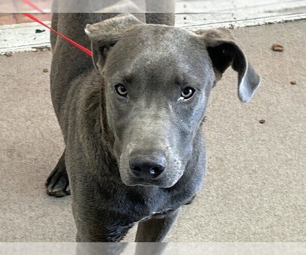 Medium Photo #1 Mutt Puppy For Sale in San Bernardino, CA, USA