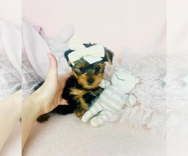 Medium Photo #1 Yorkshire Terrier Puppy For Sale in PEMBROKE PINES, FL, USA