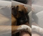 Small #2 Beagle-Mountain Cur Mix