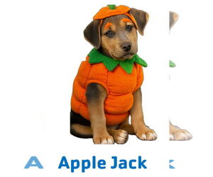 Labrador Retriever-Unknown Mix Dogs for adoption in Garner, NC, USA