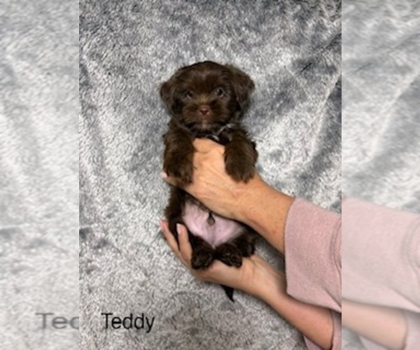 Medium Photo #10 Shorkie Tzu Puppy For Sale in SCOTTSDALE, AZ, USA
