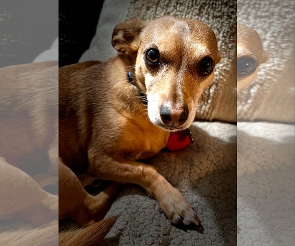 Medium Photo #2 Dachshund Puppy For Sale in Hesperia, CA, USA