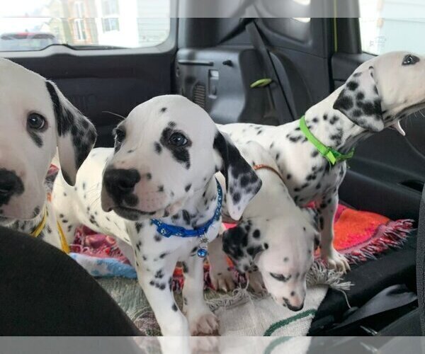 Medium Photo #3 Dalmatian Puppy For Sale in INDIANAPOLIS, IN, USA