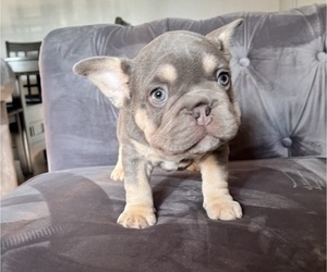 French Bulldog Puppy for sale in TUKWILA, WA, USA
