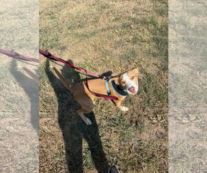 Shepradors Dogs for adoption in Corning, AR, USA