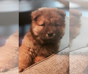 Chow Chow Puppy for sale in MURRIETA, CA, USA