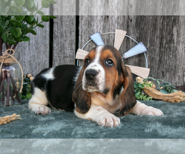 Medium Photo #34 Basset Hound Puppy For Sale in FRESNO, OH, USA