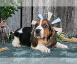 Small Photo #34 Basset Hound Puppy For Sale in FRESNO, OH, USA
