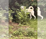 Small #6 Greyhound Mix