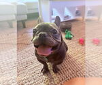 Small #2 French Bulldog