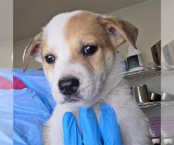 Medium Photo #1 Labrador Retriever-Unknown Mix Puppy For Sale in San Antonio, TX, USA