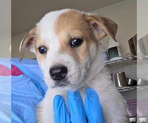 Labrador Retriever-Unknown Mix Dogs for adoption in San Antonio, TX, USA