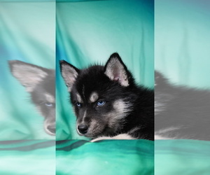 Siberian Husky Puppy for Sale in FORT PLAIN, New York USA