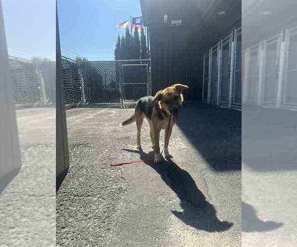 Medium Photo #4 Mutt Puppy For Sale in Calgary, Alberta, Canada