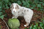 Small Photo #13 Miniature Australian Shepherd Puppy For Sale in MOUNT VERNON, WA, USA