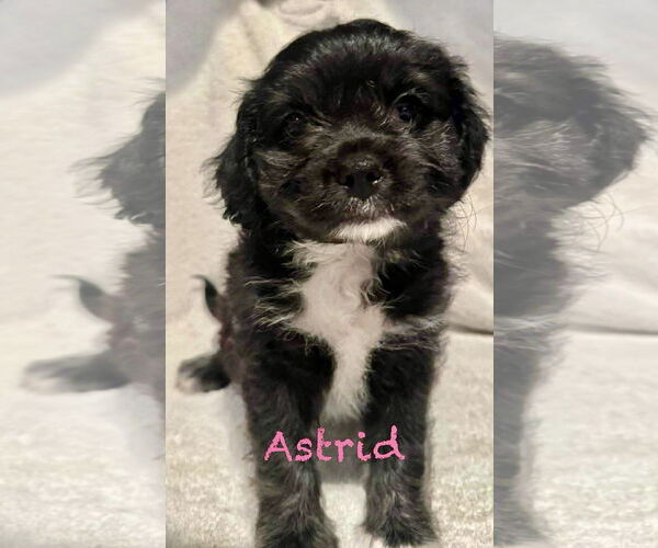 Medium Photo #4  Puppy For Sale in , 