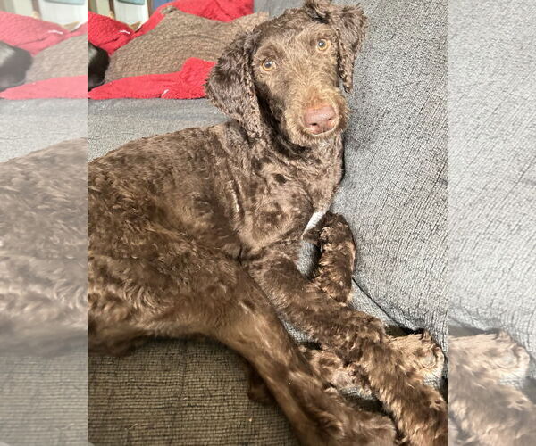 Medium Photo #4 Chocolate Labrador retriever-Poodle (Standard) Mix Puppy For Sale in Plainfield, IL, USA