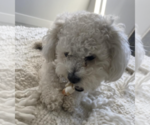 Small Photo #4 Maltipoo Puppy For Sale in SAN DIEGO, CA, USA