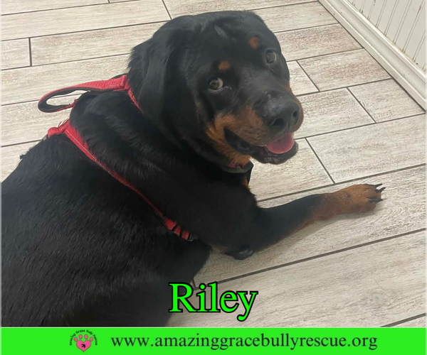 Medium Photo #1 Rottweiler Puppy For Sale in Milton, FL, USA