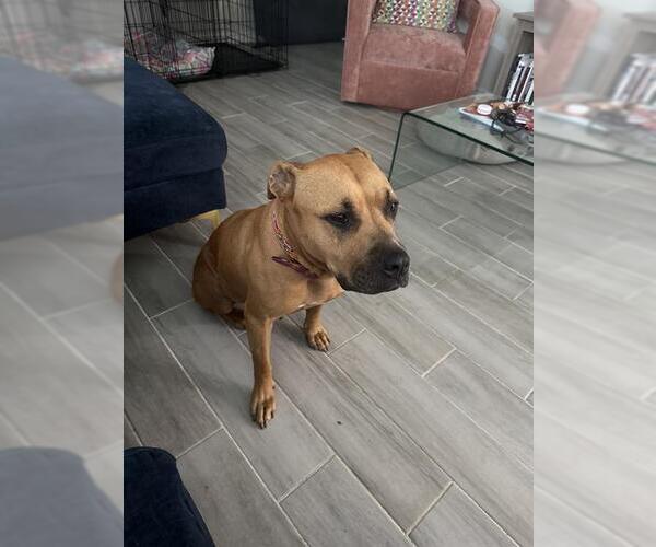 Medium Photo #1 Black Mouth Cur Puppy For Sale in San Antonio, TX, USA