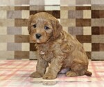 Small #3 Cavapoo (Miniature)