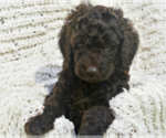 Puppy Pink Labradoodle mix (+ Poodle Standard)