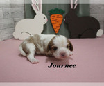 Small #8 Cavalier King Charles Spaniel